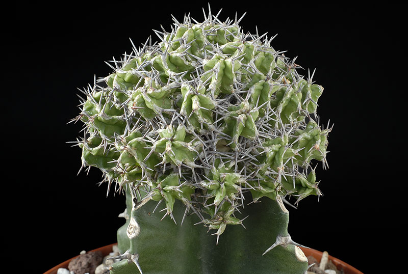 Euphorbia mitriformis (innest.) Cm. 8,5 € 48,00.jpg
